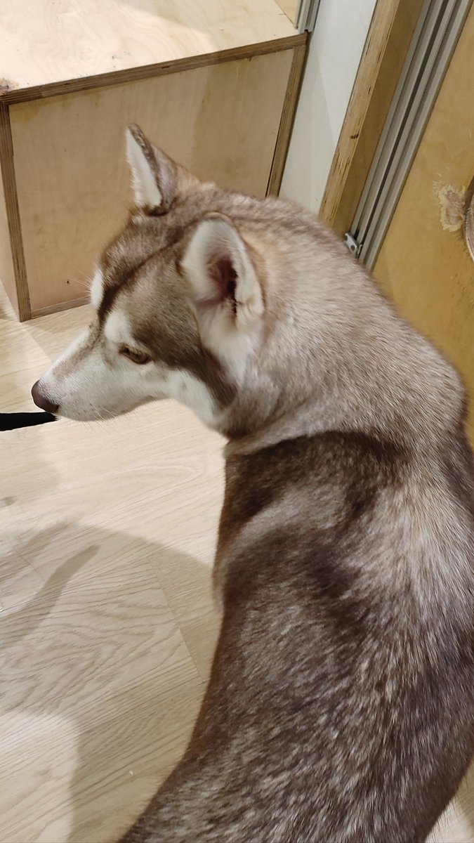 asteh294607's tweet photo. My little furball just hit her 6-month mark! From a wobbly peanut to a sassy zoomie master  Growth hits different when it’s your best buddy. #PetGrowth #PuppyLife https://t.co/lbM4cVSnSP