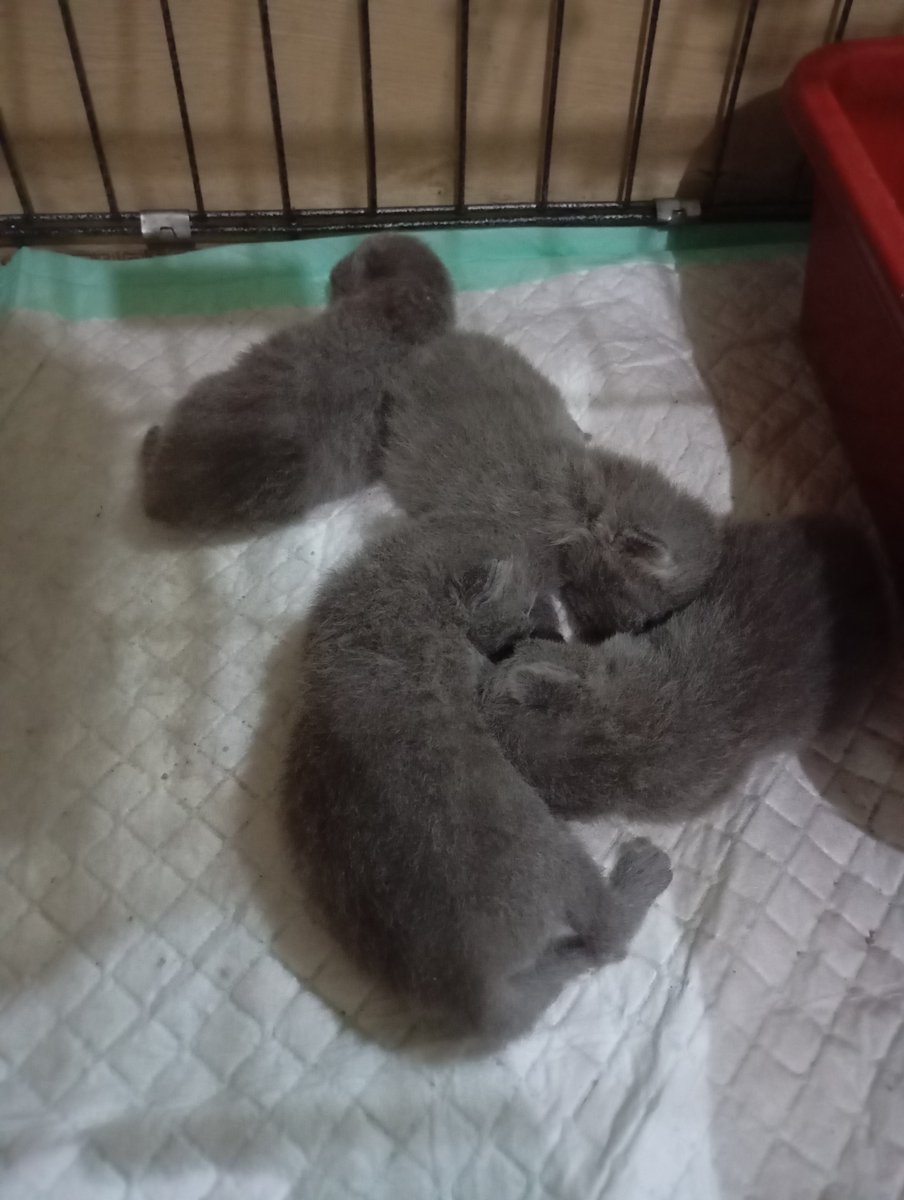 AmiRandaaaa's tweet photo. Sekarang sudah punya 4 anak dah udah pada gede gede https://t.co/Lfo11les34