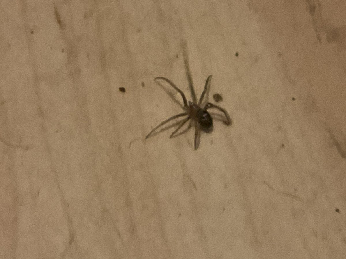 slickerwolf's tweet photo. check out this spider I found https://t.co/UrgVCLJIqN