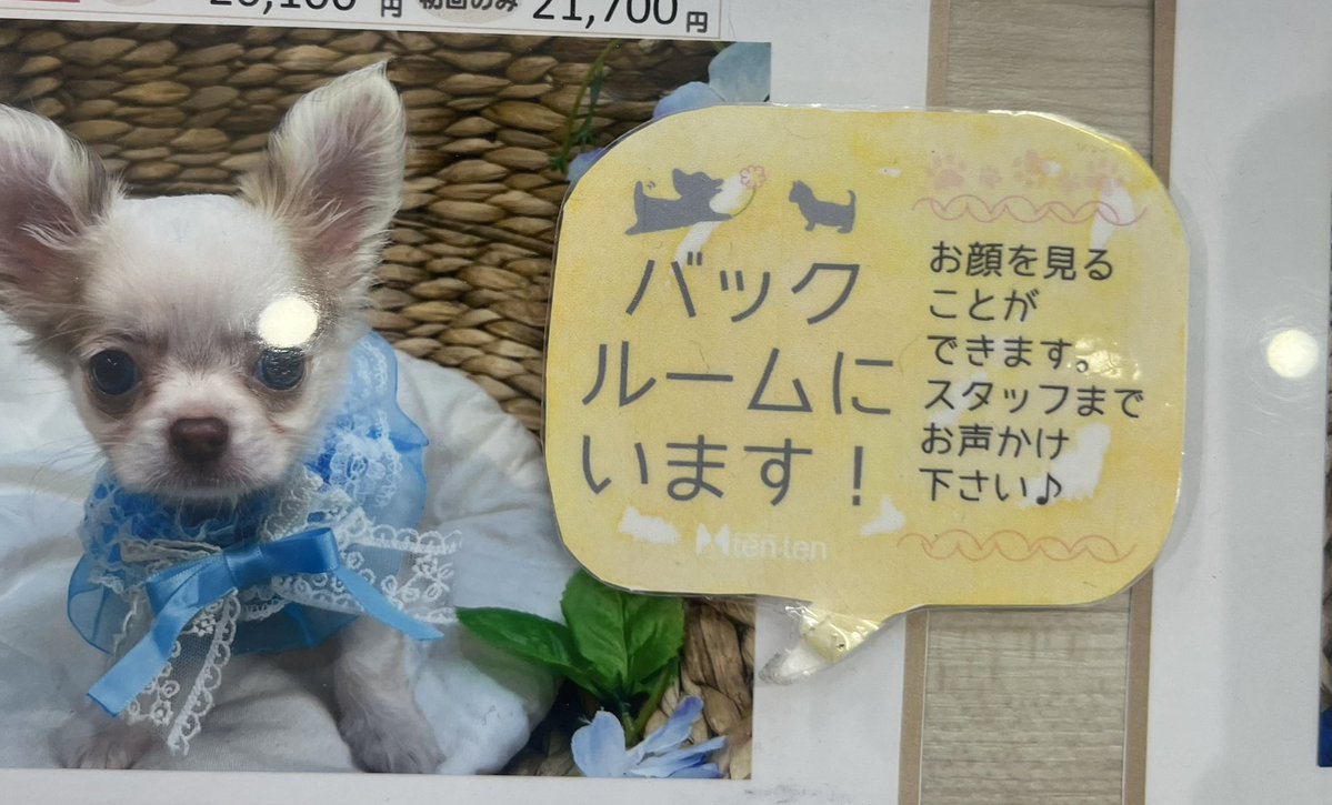 sih_nu_u404's tweet photo. https://t.co/BZoCAXfMdu