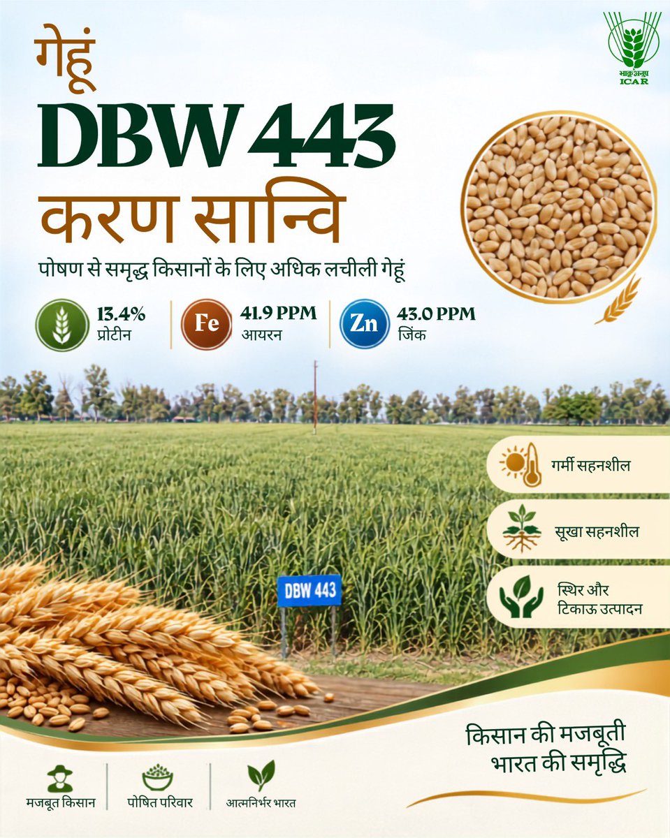 icarindia's tweet photo. DBW 443 ‘करण सांवी’—पोषण से भरपूर, बदलते मौसम में लचीला गेहूँ। 13.4% प्रोटीन, 41.9 ppm आयरन व 43 ppm जिंक के साथ पोषण सुरक्षा की ओर कदम। #ICAR @ChouhanShivraj @PIB_India @AgriGoI https://t.co/JPawq0KF3u