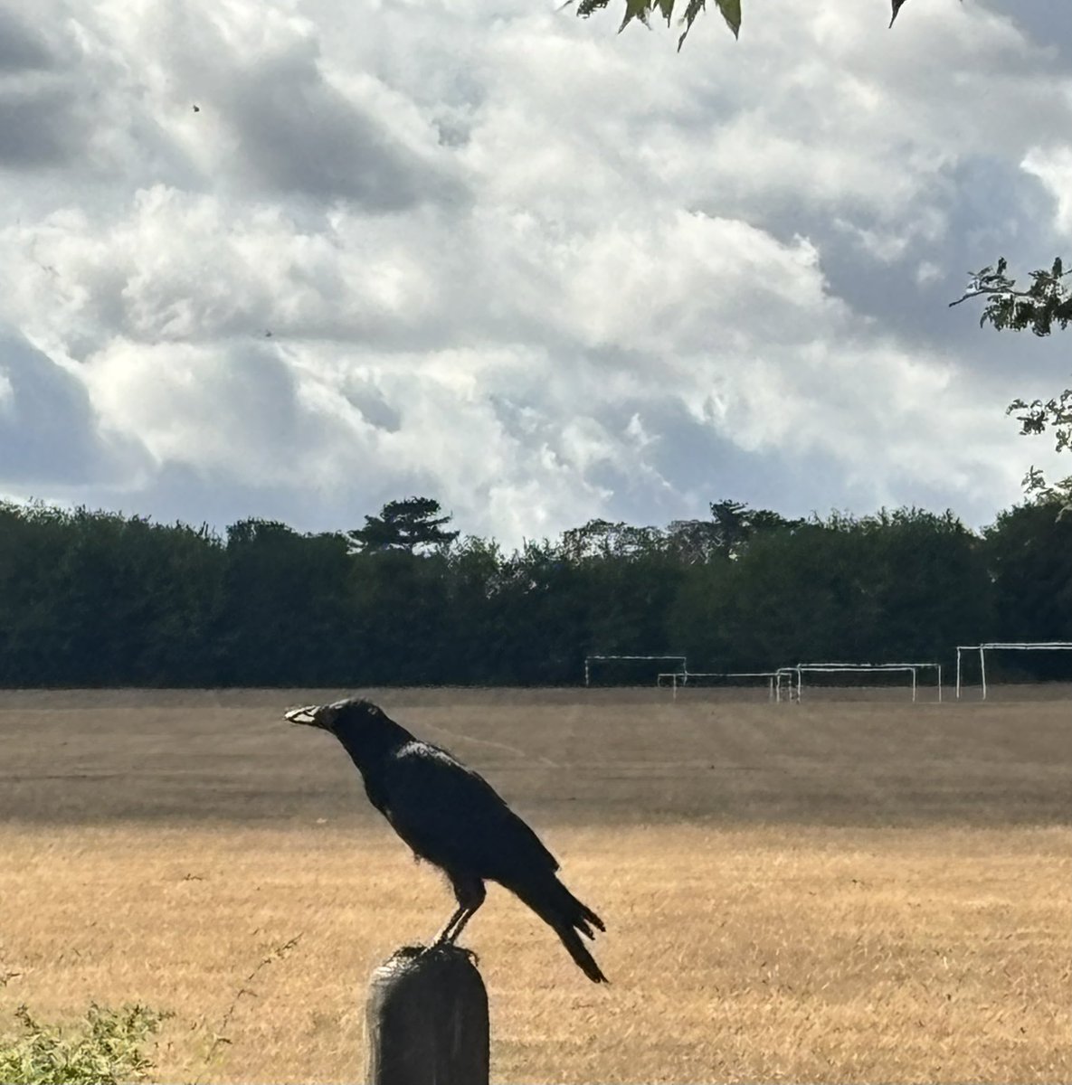 SafferTheGaffer's tweet photo. OMG! I drove to the crow this morning, opened the boot and it was empty. I’d left their sack of food by the front door &amp; didn’t have time to go back😩

I called my good friend @Cliffuk who’s stepping in this afternoon. I was distraught &amp; he came to my rescue🫠

#AnimalsCount ❤️ https://t.co/aofXiWyQrN