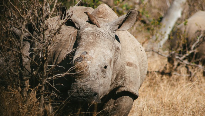 simahadfa7gmai's tweet photo. This piece reviews successful anti-poaching tactics in South Africa's Kruger National Park, including ranger patrols, drone surveillance, and community engagement. https://t.co/xpVXzPyaSU