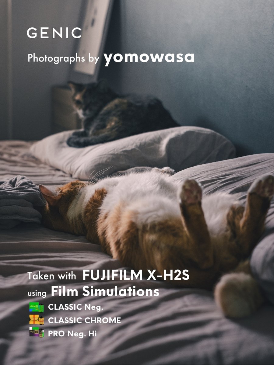 genic_web's tweet photo. FUJIFILM フィルムシミュレーションの魅力 
vol.24 yomowasa

「猫たちのフワフワした毛並みや、抱き上げたときの体温、その場に流れる穏やかな時間まで、一枚の写真にそのまま残せているのは、富士フイルムのカメラだからこそだと思います。」

連載 https://t.co/xbkz8Bu9sb @FujifilmJP_X https://t.co/LNzrSh6Zxk