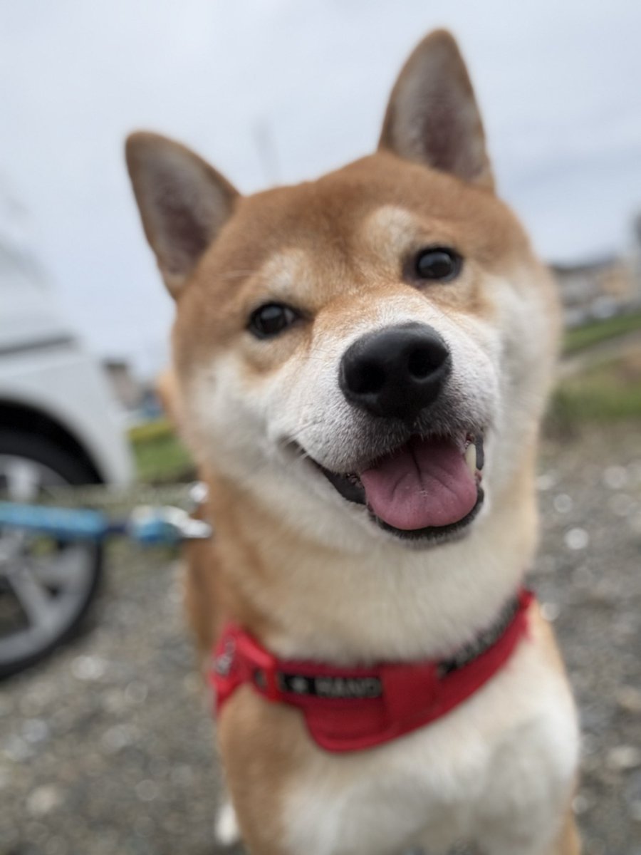 kota_m418's tweet photo. 優しい顔してる🤭🫶✨

お久しぶりです！！

雨が多くて最近撮れてなくて

久しぶりに撮りました！！

#ポートレート #柴犬 #犬のいる生活 
#イマソラ #dog https://t.co/l4nnCXRE7v