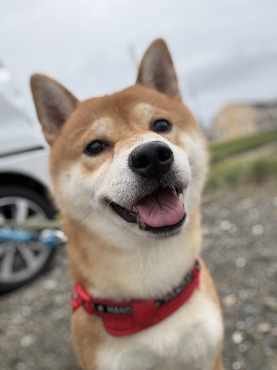 kota_m418's tweet photo. 優しい顔してる🤭🫶✨

お久しぶりです！！

雨が多くて最近撮れてなくて

久しぶりに撮りました！！

#ポートレート #柴犬 #犬のいる生活 
#イマソラ #dog https://t.co/l4nnCXRE7v