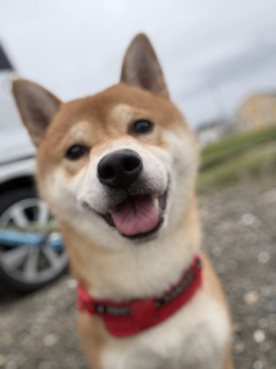 kota_m418's tweet photo. 優しい顔してる🤭🫶✨

お久しぶりです！！

雨が多くて最近撮れてなくて

久しぶりに撮りました！！

#ポートレート #柴犬 #犬のいる生活 
#イマソラ #dog https://t.co/l4nnCXRE7v