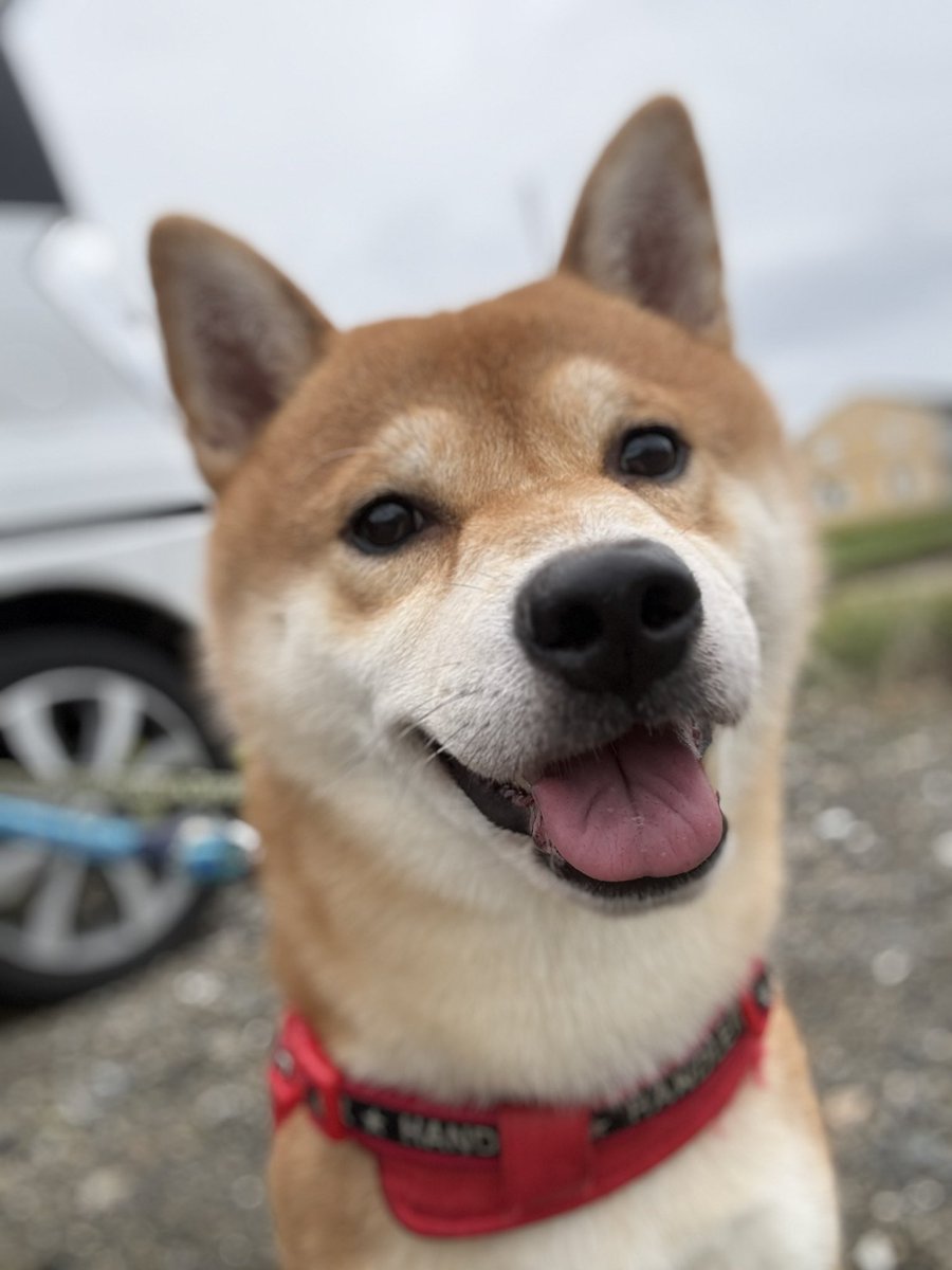 kota_m418's tweet photo. 優しい顔してる🤭🫶✨

お久しぶりです！！

雨が多くて最近撮れてなくて

久しぶりに撮りました！！

#ポートレート #柴犬 #犬のいる生活 
#イマソラ #dog https://t.co/l4nnCXRE7v