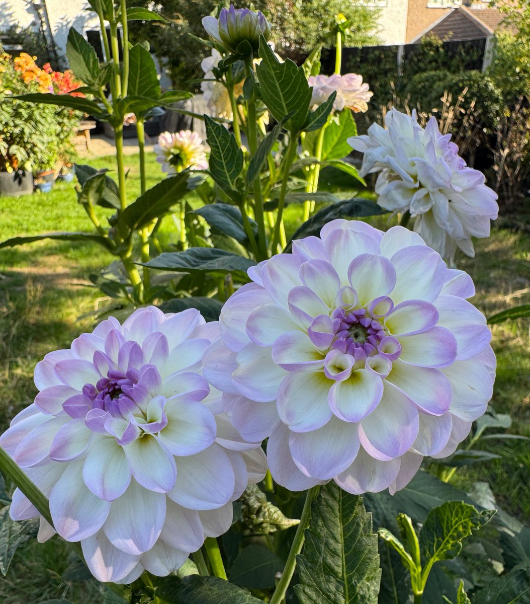 urbanponds101's tweet photo. Aren’t these gorgeous? https://t.co/9JvHiBX084
