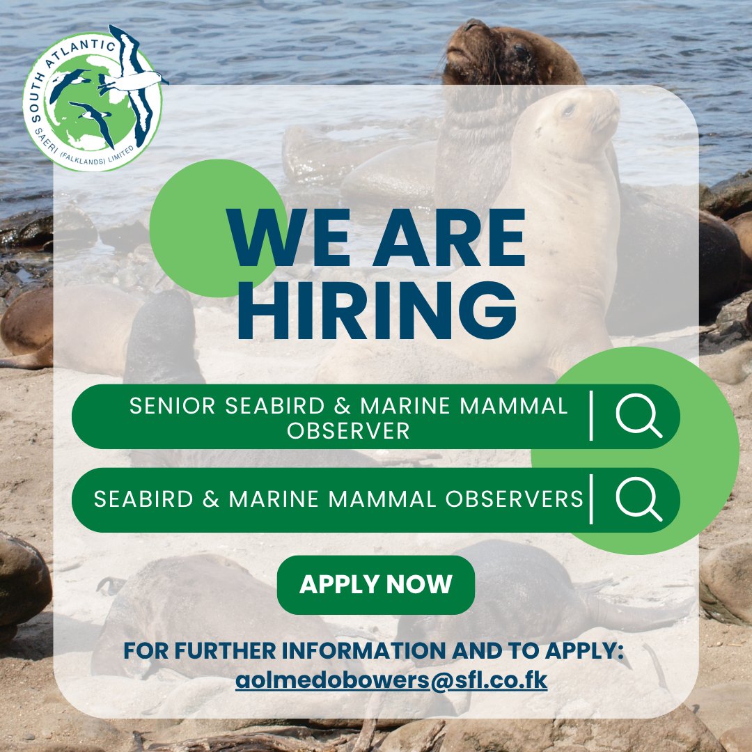 SAERI_FI's tweet photo. 🌊 We’re Hiring! | SMMO Opportunities
SAERI (Falklands) Limited is recruiting for:

🔹 Senior Seabird &amp; Marine Mammal Observer – £47,397 + £50/day seagoing allowance
🔹 Seabird &amp; Marine Mammal Observer  (x2) – £37,601 + £50/day seagoing allowance
📅Applications Close: 30 Sept https://t.co/H21AoGmEVH