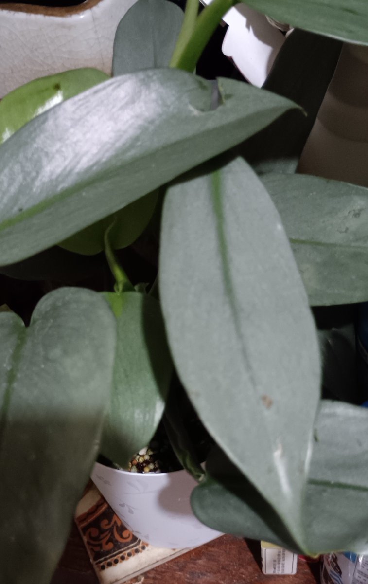 vampeiyu's tweet photo. もうね、そのヒトさえいればもう何も欲しがらない！！

と、この半年間ぼくを観葉植物探しの旅に彷徨わせたそのカレを遂に！遂に！お迎え叶いました！✨
その名は、フィロデンドロン・シルバーメタル🪴✨
先日のお祭りでお参りした後に寄った花屋さんでの出会い！
これぞ氏神様のお導き( ｡>ㅅ<｡ )੭♡ https://t.co/8yCDnN2xAy