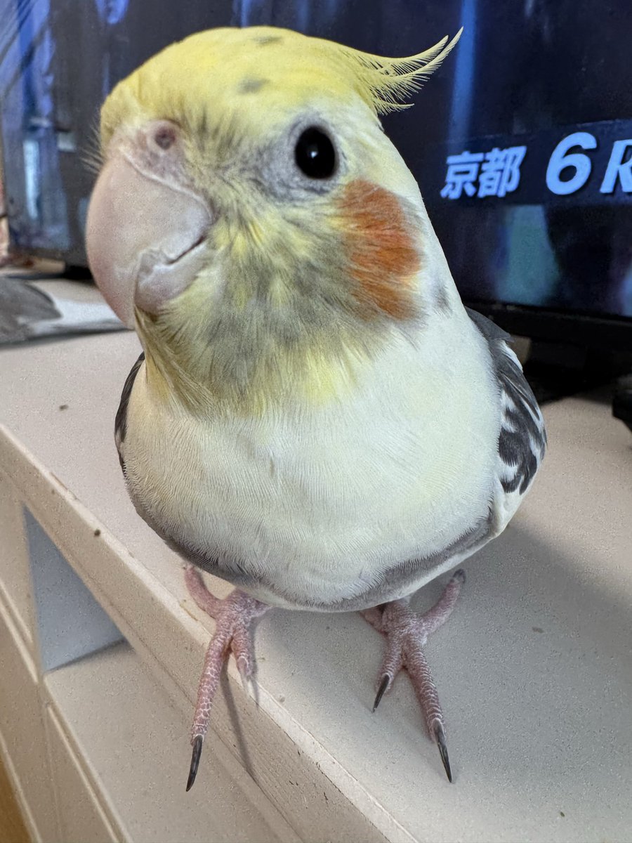 omiomimikan's tweet photo. @NatumoSky りんご君♂
2022年11.13日に
うちで生まれました https://t.co/PAsPaqGHdq