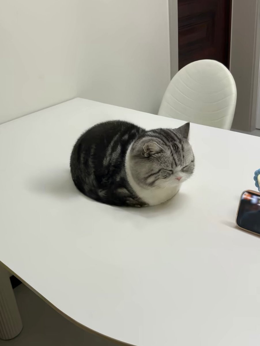 CatMeowkingdom's tweet photo. https://t.co/4oABHCeJmU