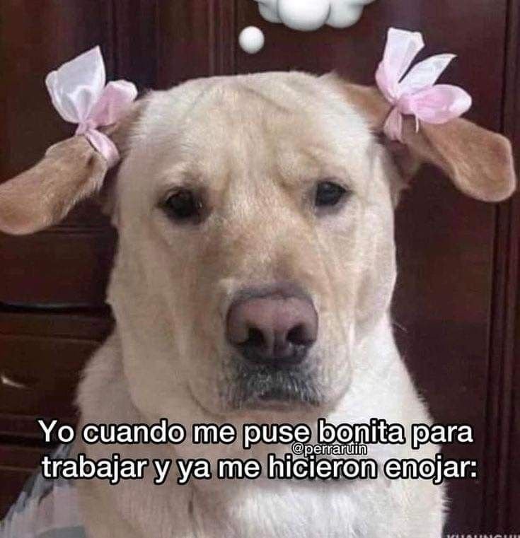 AlejandraN56289's tweet photo. Yo todos los días https://t.co/y4UyC6bMMA