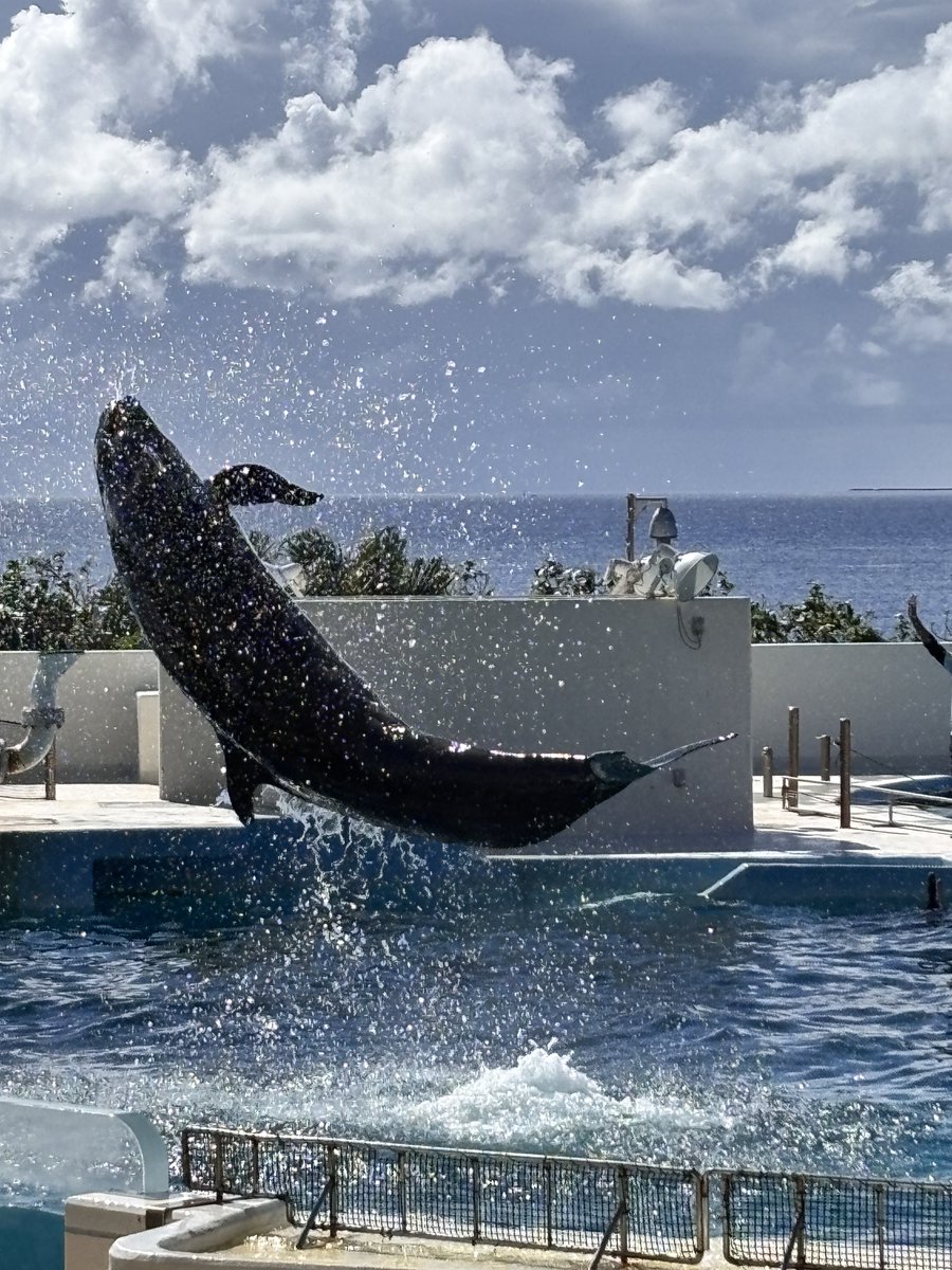 fuspl3's tweet photo. 美ら海水族館行ってきた！ https://t.co/jaUaACyKev