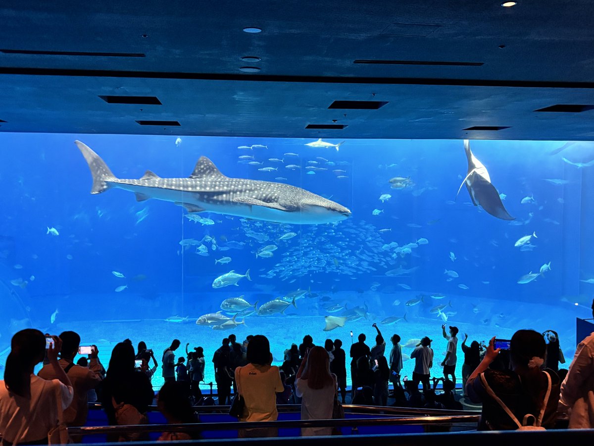 fuspl3's tweet photo. 美ら海水族館行ってきた！ https://t.co/jaUaACyKev
