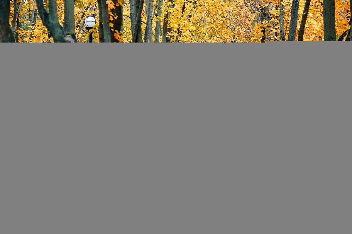 GermaineSazq's tweet photo. Sunny autumn afternoon vibes  Crunching fallen leaves, cool breeze, and the perfect excuse for a leisurely walk!， https://t.co/OQbtErUkQJ