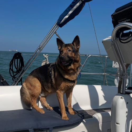 LMPositif's tweet photo. 🇮🇹🐶 À 7 ans, Marley sauve des vies grâce à sa cécité, devenue une force après son adoption. Né aveugle dans un élevage à cause d’un handicap de naissance, ce chien sauveteur est titulaire d’un brevet nautique et intervient aussi auprès d’enfants dans les services pédiatriques des hôpitaux. ❤️ (Le Dauphiné Libéré) 

📸 marley_supercane