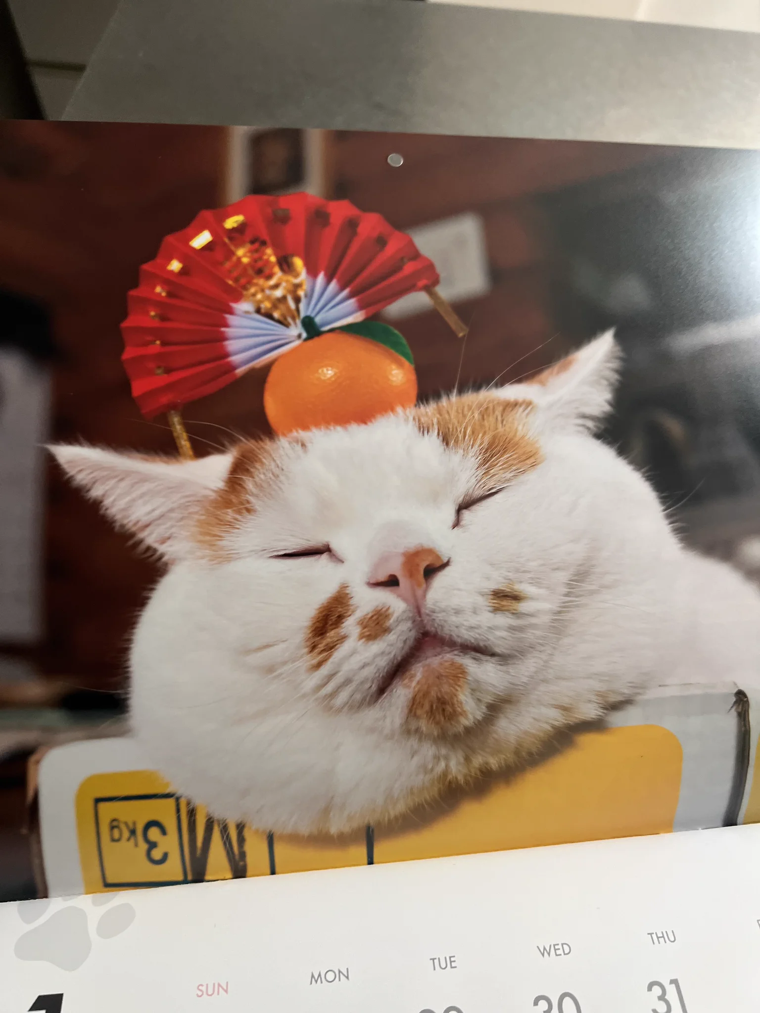 ︎山本 正義 (Masayoshi Yamamoto)立ち猫®︎ on X: 