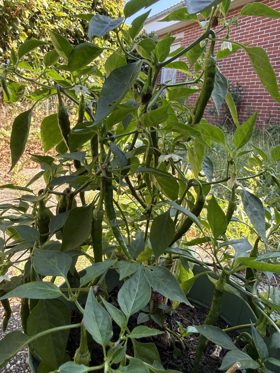 sundeeybean's tweet photo. Pas mamanya Cino ngetweet ini aku langsung praktikan. 2 pohon cabe hijauku berhasil tumbuh dengan baik dan menghasilkan banyak cabe sampai sekarang.

Definisi from garden to table. Maksi hari ini pakai tahu goreng + sambal kecap pakai cabe hijau hasil panen sendiri 😋 https://t.co/d3QWLuYwWL