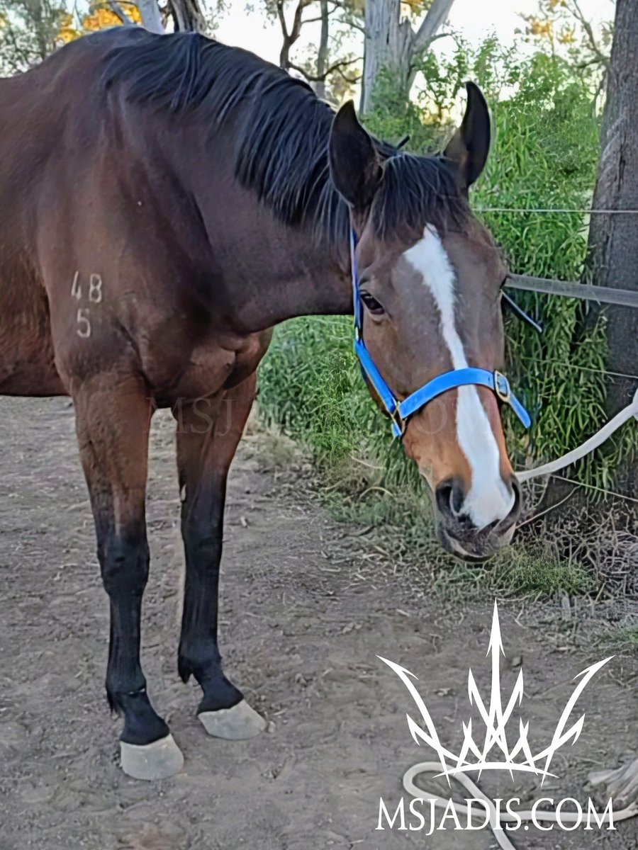 MsJadis's tweet photo. When you're a big badass OTTB, but also a cutie. ❤️ https://t.co/Xrq0QWLlZo