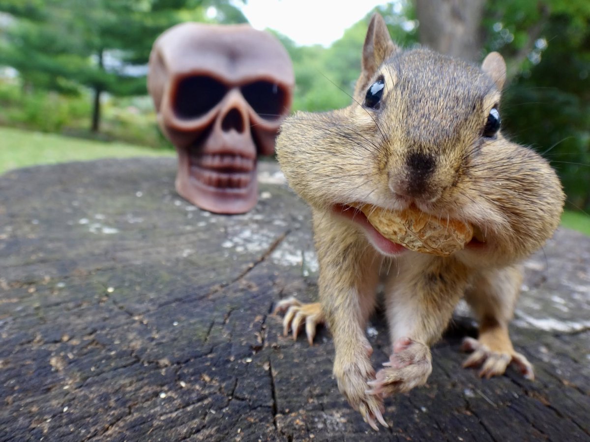 602Shaffer's tweet photo. Happy #WildlifeWednesday! #chipmunks #squirrels #nature https://t.co/Dzu1yUImj9