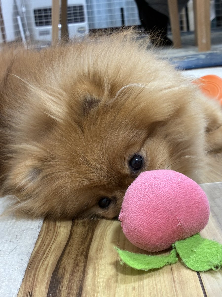 mocha80746's tweet photo. イチゴで遊んでたと思ったら頭に乗せて寝てたポコちゃん
可愛いw https://t.co/Vyh52Yhg6a