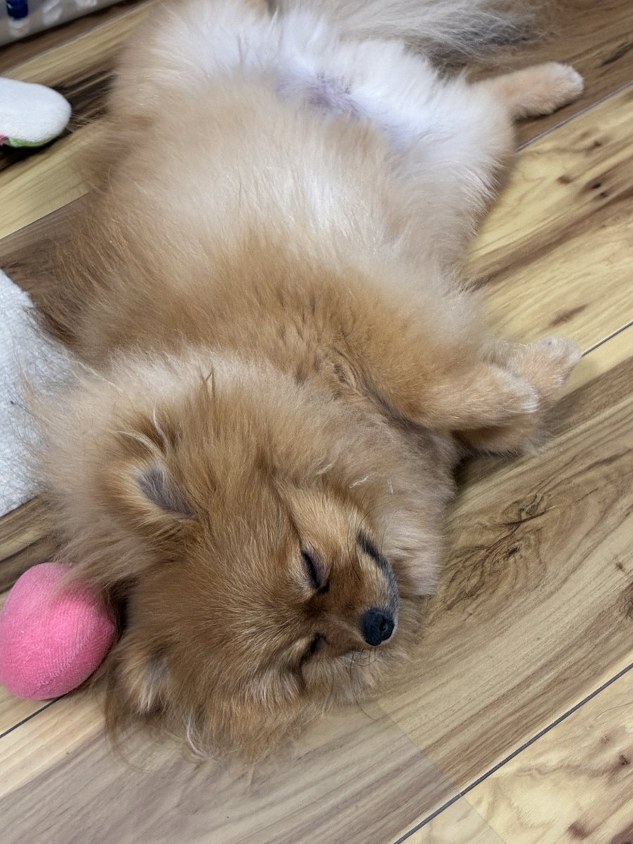 mocha80746's tweet photo. イチゴで遊んでたと思ったら頭に乗せて寝てたポコちゃん
可愛いw https://t.co/Vyh52Yhg6a