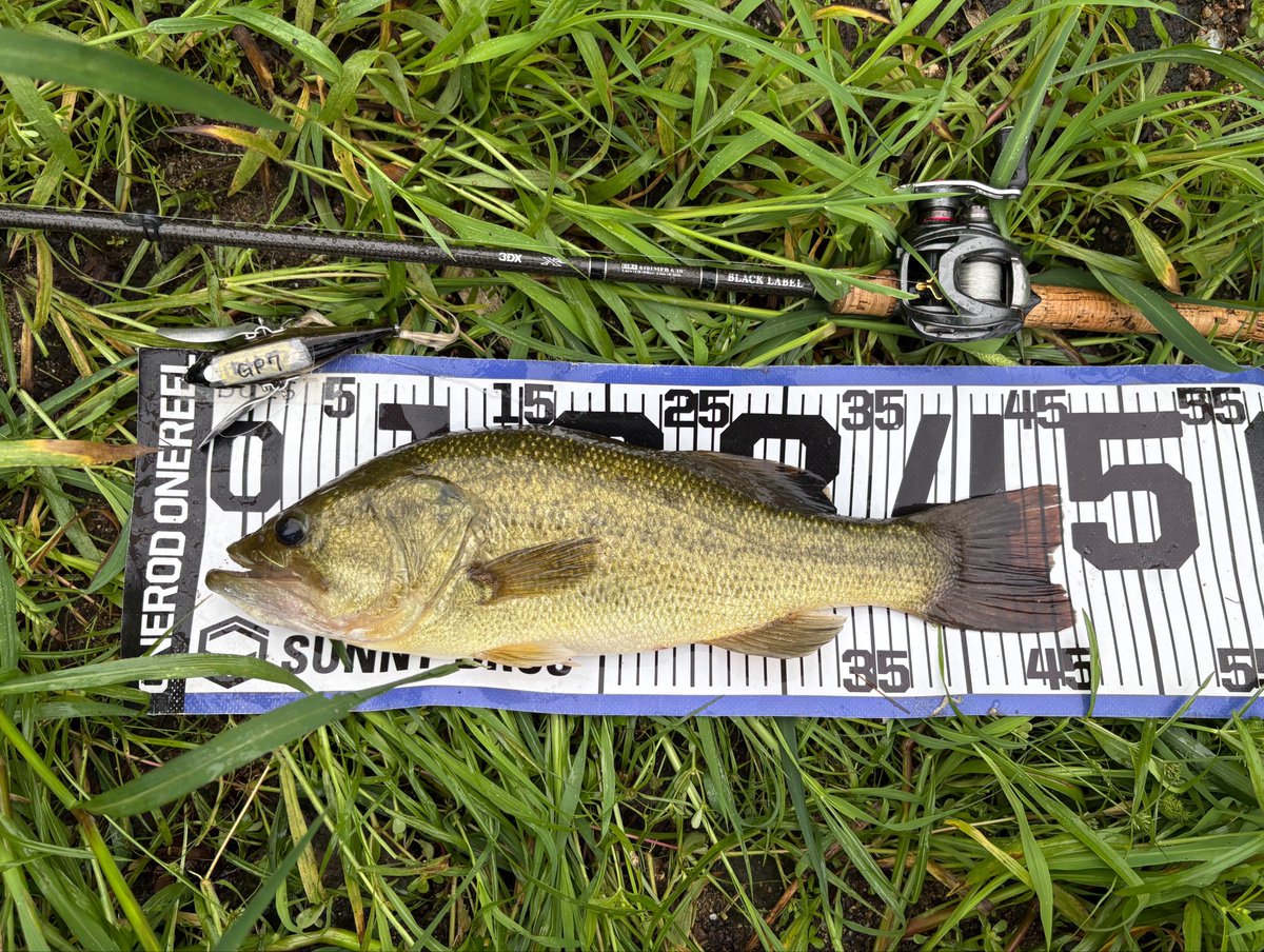 BuyhR's tweet photo. 雨が降ってたけど出動して久々にハネモノで釣れました！
足元ギリギリで食ったからバイトも見れてテンション上がった😊
雨パワーがあったのかも！

①ダッジ 
②46cm
③1種目目
#デカハネGP https://t.co/iiKf7mKdvy