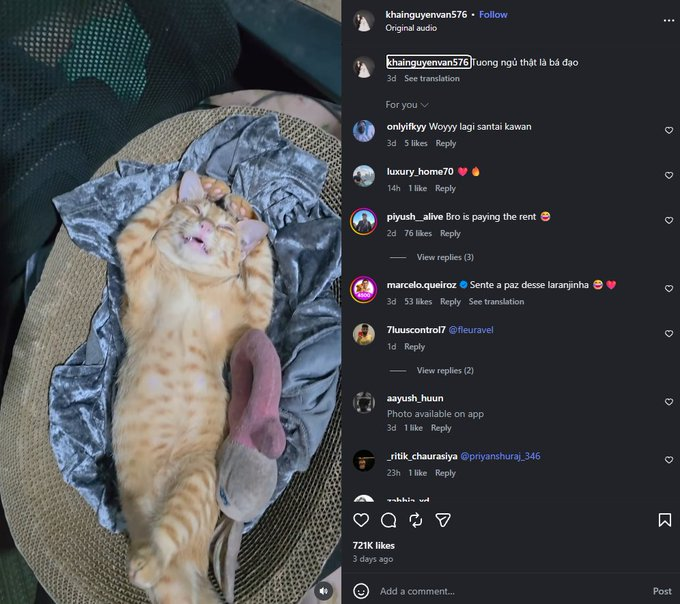 wallstreetdev67's tweet photo. JUST FOUND THE NEXT CHILLGUY AND ITS MEGA VIRAL  

This kitty is going mega viral currently on Instagram, with 7M VIEWS and 700K LIKES in just 2 days, and another video with 10M VIEWS.  

All of the content is just this, the kitten sleeping in this position and all of the videos are mega viral, and it's a literal MEME.   

https://t.co/PUpo4hhN0t (7M VIEWS)

https://t.co/lm5W0RdHtP (10M VIEWS)