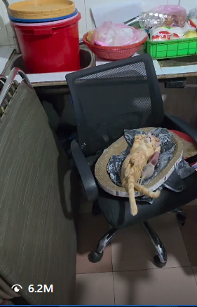 wallstreetdev67's tweet photo. JUST FOUND THE NEXT CHILLGUY AND ITS MEGA VIRAL  

This kitty is going mega viral currently on Instagram, with 7M VIEWS and 700K LIKES in just 2 days, and another video with 10M VIEWS.  

All of the content is just this, the kitten sleeping in this position and all of the videos are mega viral, and it's a literal MEME.   

https://t.co/PUpo4hhN0t (7M VIEWS)

https://t.co/lm5W0RdHtP (10M VIEWS)