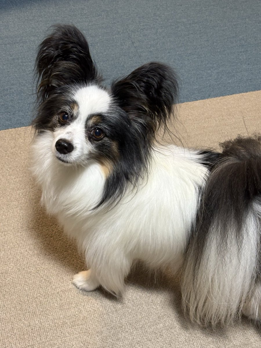 mapapy's tweet photo. 連日の雨で、くちゃかわ犬が爆誕

完熟で〜〜〜す https://t.co/HDSWYalz2v
