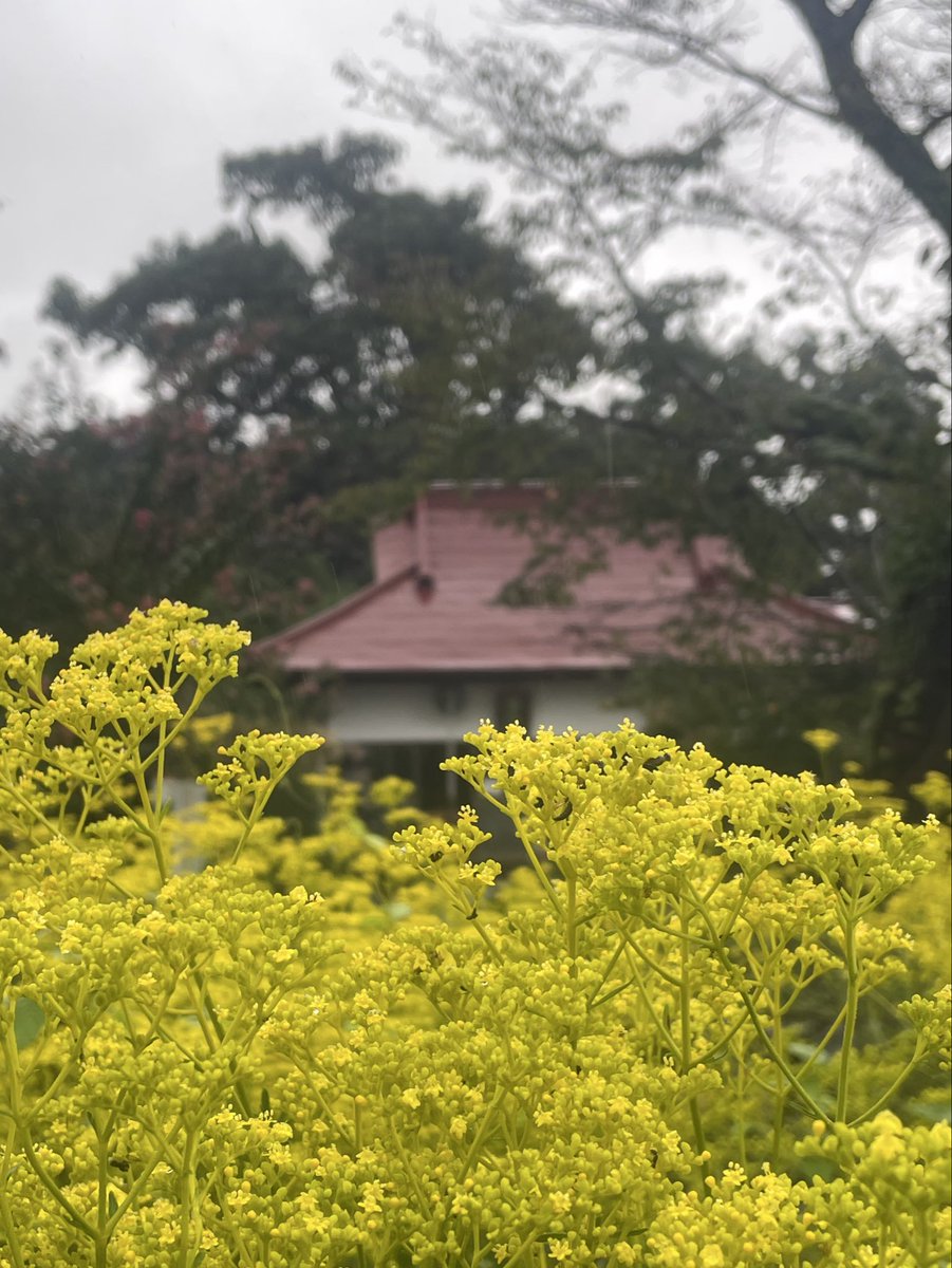 iugoka's tweet photo. 長瀞七草寺巡り..’26.9.16 終日雨天
https://t.co/P0wDeAuS7F
＞雨天でも其処此処で好く香るキンモクセイ香に何度も踵を返した
＞道光寺(尾花)
＞洞昌院(萩花)
＞真性寺(女郎花)
＞不動寺(撫子) https://t.co/xS5xjdd8TV