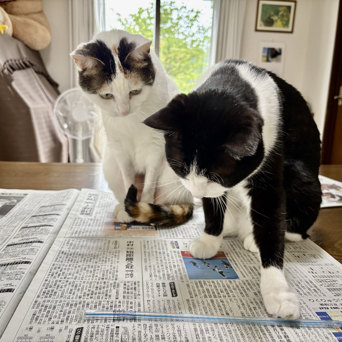 uga0055's tweet photo. とうとう読むまでに成長しました
#新聞を読む猫 https://t.co/0JUzDrPTPV