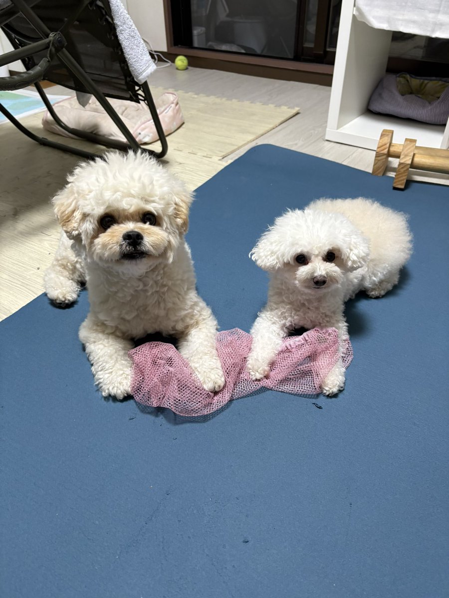 curuponta's tweet photo. 扇風機のカバーを取る犯人たちです😅
#トイプードル #トイプー #犬 https://t.co/VGToVqpA4L
