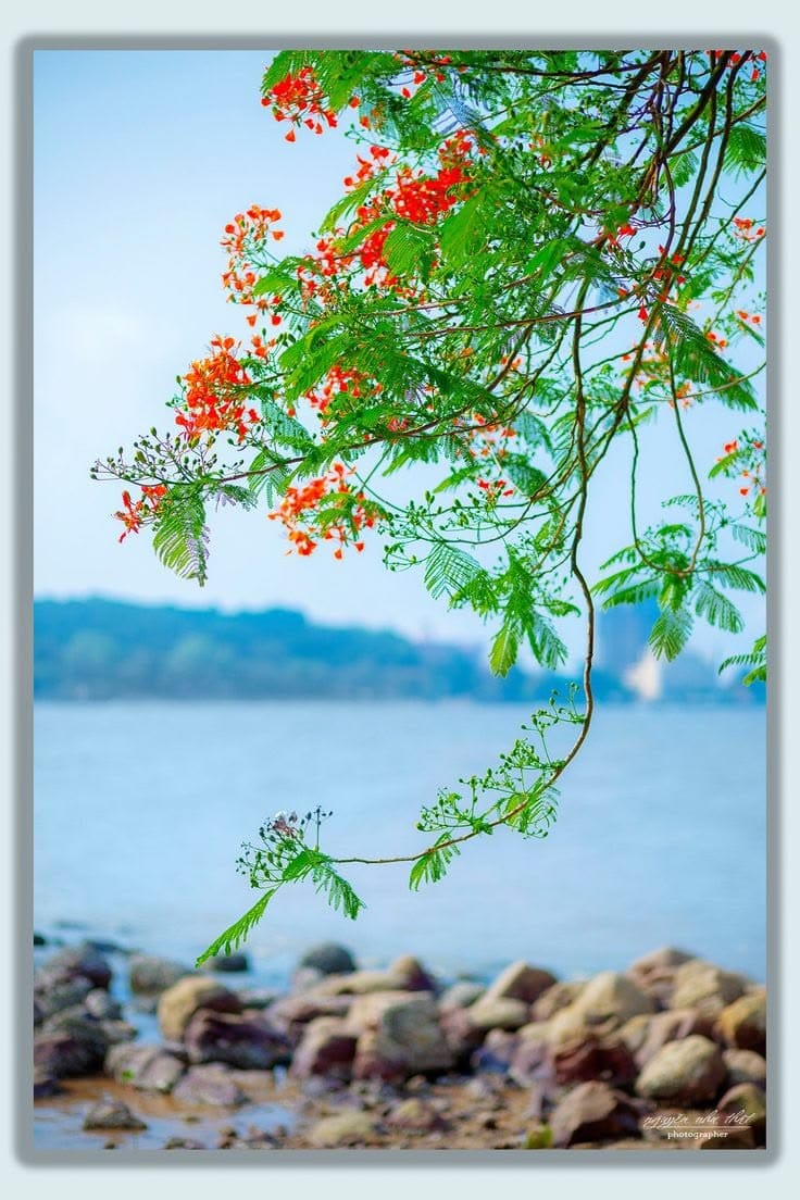Vibragamefans2's tweet photo. Nature has its own way of creating peaceful moments where flowers, water, and sky come together to remind us to slow down and enjoy the beauty around us.

#NatureLovers #PeacefulViews #BeautifulWorld #NaturePhotography #SereneMoments https://t.co/RLbomj5IDG