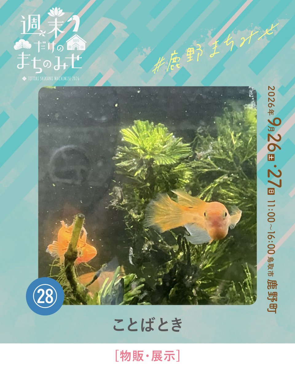 smachimise's tweet photo. \\ 週末だけのまちのみせ2026 //

今回ご紹介するのは、
「ことばとき」さんです。

大切に育て���れた朱赤メダカに出会えるお店です。
泳ぐ姿を眺めたり、成長を観察したり。
メダカの魅力に触れてみませんか🌿 https://t.co/LuNhqaIeog