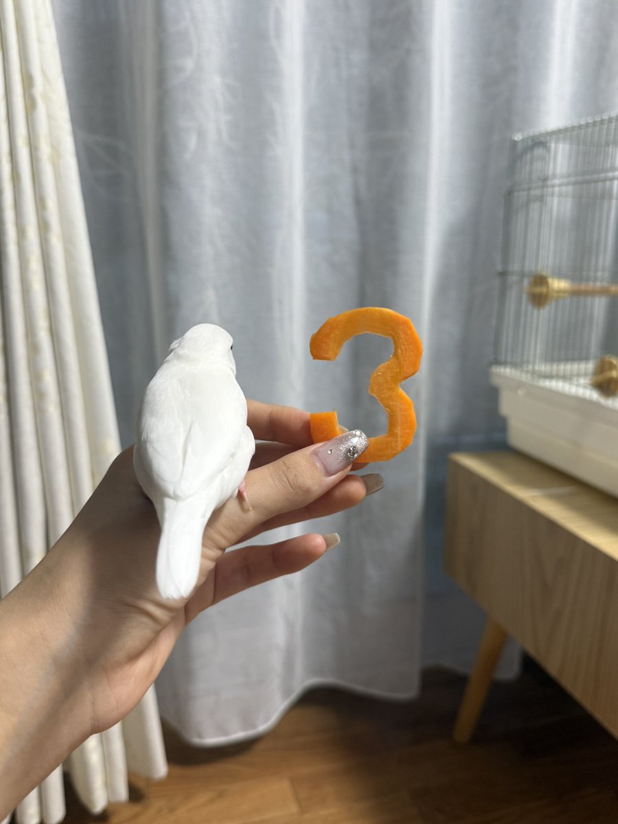 Pekoyvtk's tweet photo. チャビおめでとう㊗️ https://t.co/Krt9qCr9Ze