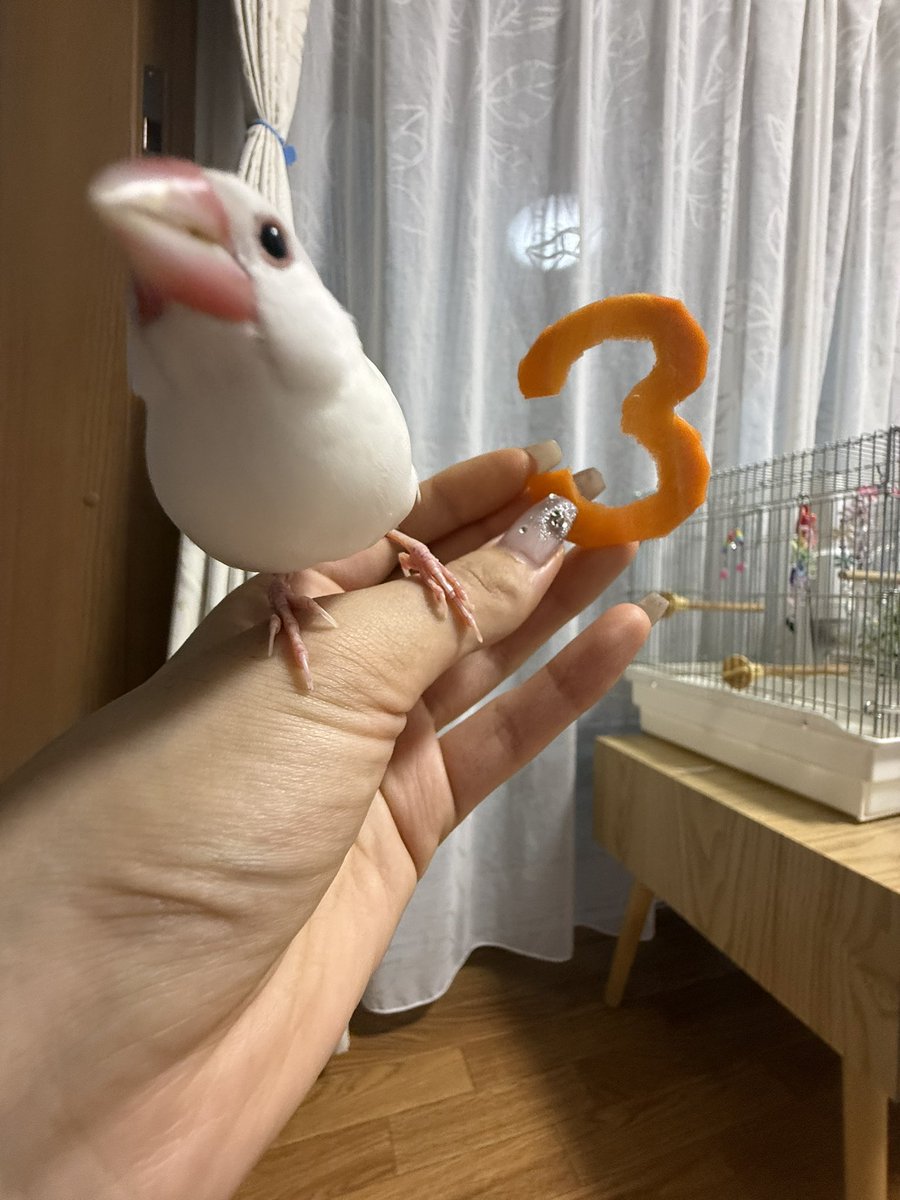Pekoyvtk's tweet photo. チャビおめでとう㊗️ https://t.co/Krt9qCr9Ze