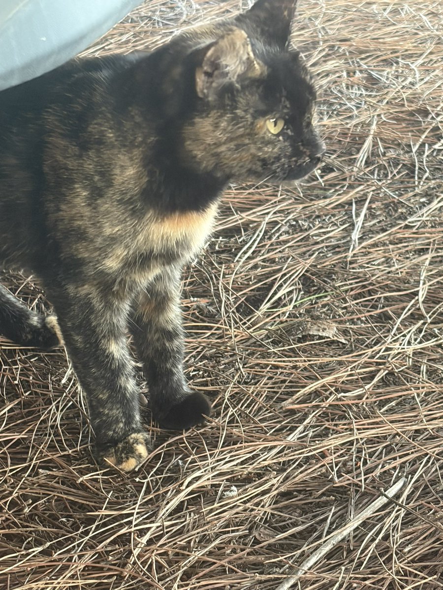 amici_da's tweet photo. Da 4 giorni non trovavo ISIDE giorni di angoscia si era allontanata perché c'è un gatto che la infastidisce..ho bisogno di un'adozione URGENTE per lei su Roma o dintorni rischio di non trovarla più in strada per favore aiutatemi a metterla in sicurezza 🙏🏻 https://t.co/jE2f4SGLrp