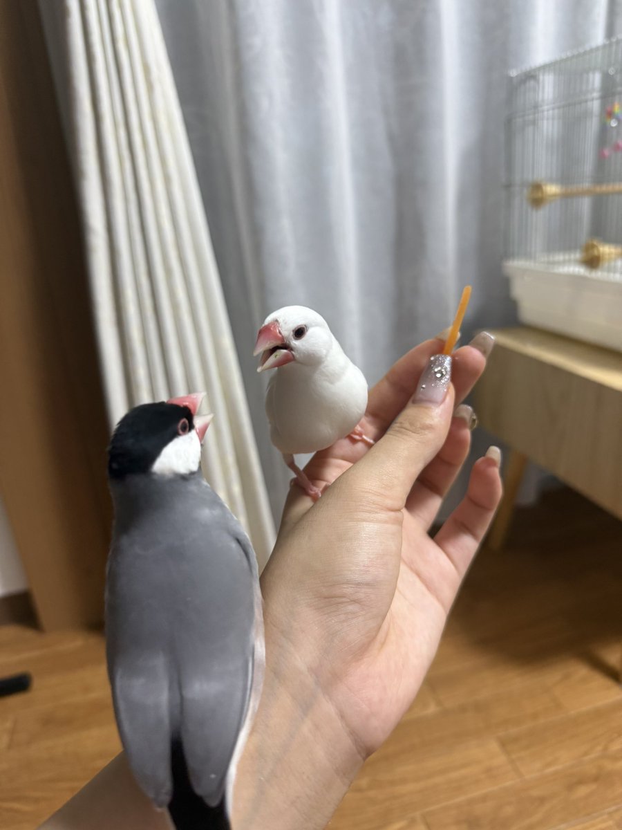 Pekoyvtk's tweet photo. 3だと食べ物だと認識しなくて結局千切りにした😅 https://t.co/wNgV43kG0r