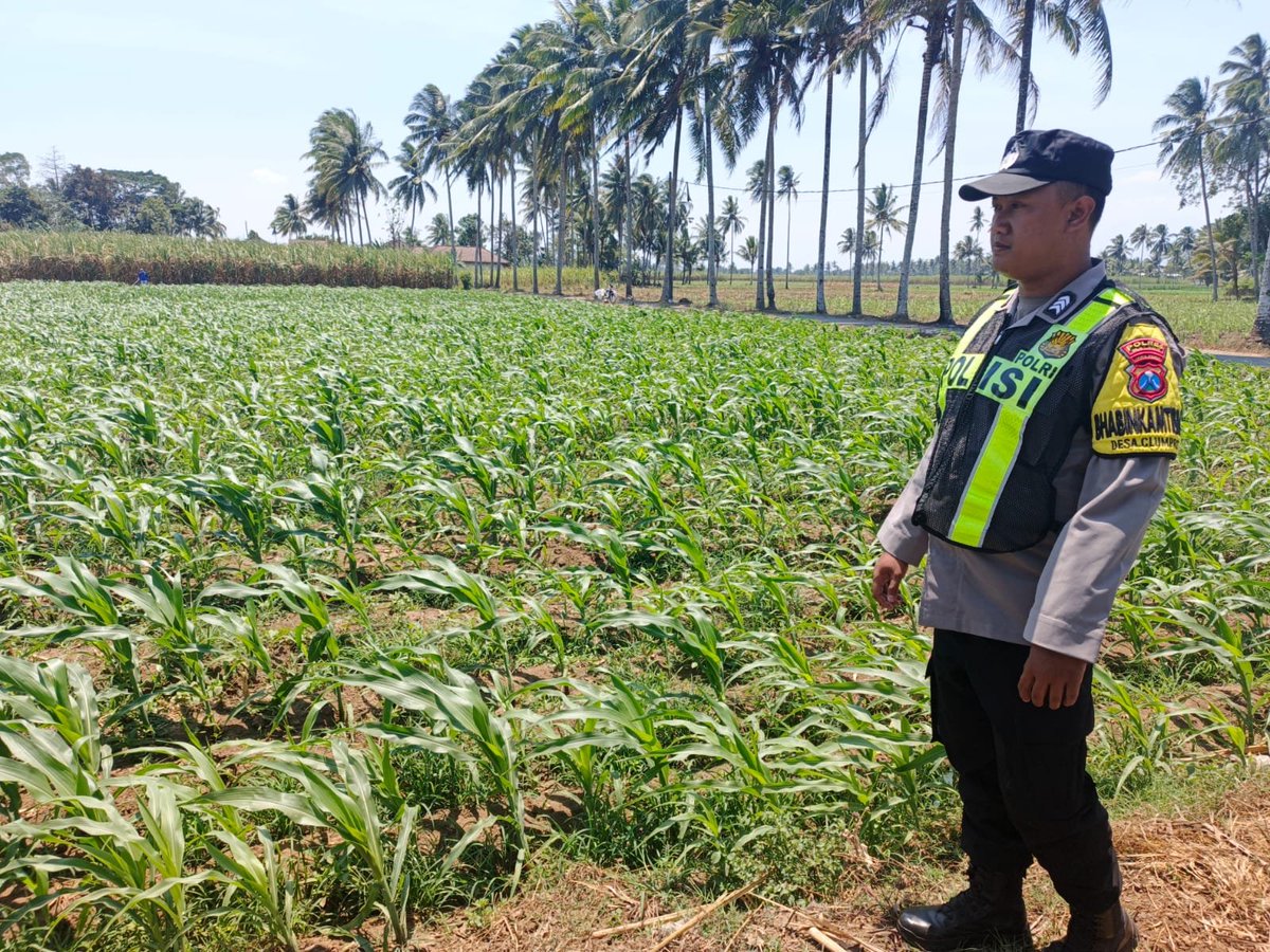Humas_Pagak's tweet photo. Menindaklanjuti petunjuk dan arahan Karo SDM Polda Jatim Kombes Pol. Heru Budi Prasetyo, S.I.K. selaku Ketua Satgas ketahanan pangan Polda Jatim, Kapolres Malang Polda Jatim AKBP Rulian Syauri, S.H., S.I.K., https://t.co/0kvWsbDR6g. memerintahkan anggota untuk tanam lahan jagung https://t.co/yyiR9RmyL5