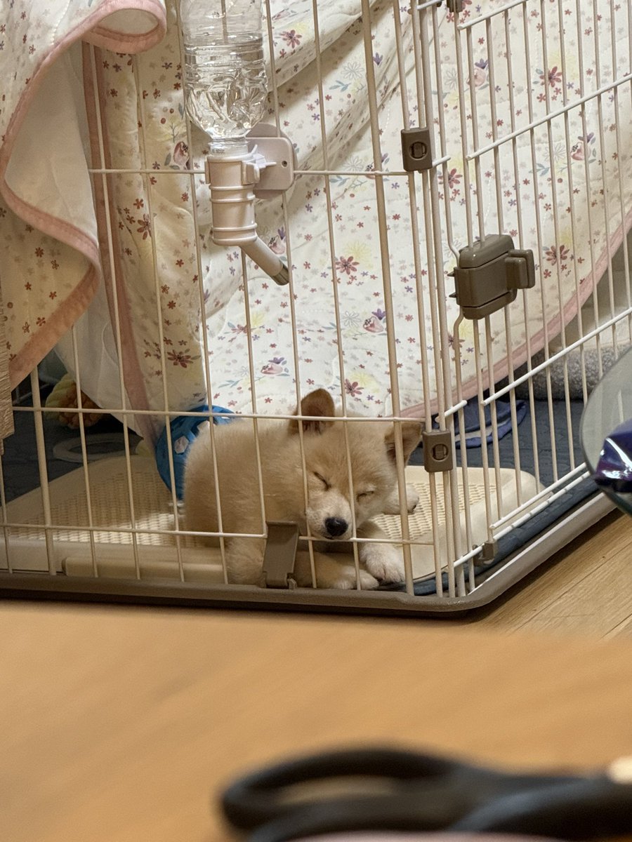 xrisaxpo's tweet photo. 病院から帰ってきて、
遊ぼ遊ぼ！と誘われたけど
洗濯物干して戻ったら寝ちゃってた💤
6月生まれの豆柴の男の子 https://t.co/bSwqGVqk8G