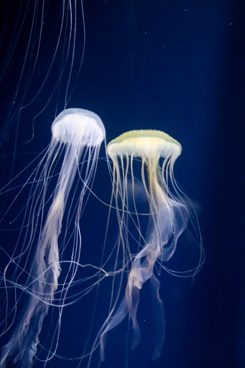 ryo_6_drums's tweet photo. 🪼

#すみだ水族館
#くらげ https://t.co/usgfYXshDr