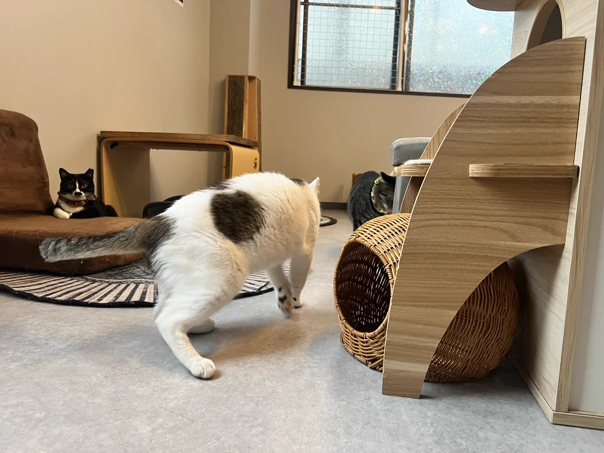 拝啓ねこ様 阿佐ヶ谷の保護猫カフェ on X: 