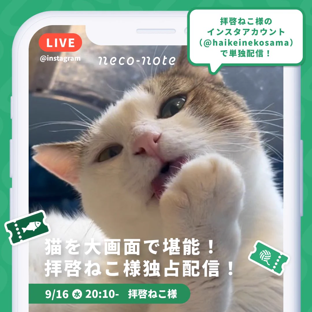 拝啓ねこ様 阿佐ヶ谷の保護猫カフェ on X: 
