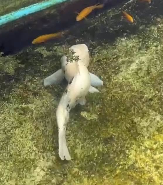 SinarOnline's tweet photo. 'Ikan koi banyak mati, badan bengkok' - CCTV bongkar lelaki pernah dijel cabul anjing laku perbuatan seksual terhadap ikan koi

Rakaman  CCTV membawa penahanan seorang lelaki yang didakwa melakukan perbuatan seksual terhadap ikan koi milik jirannya.

BACA: https://t.co/cbp8Twd1gT

#sinarharian #beritaterkini #beritaviral #SHGlobal