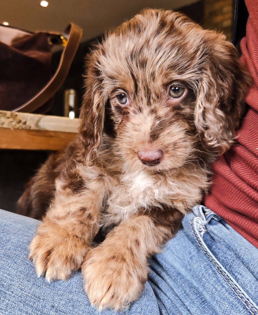 isabellaron0bc's tweet photo. 7 weeks old... Mum couldn’t stay away! She visited me three times before picking me up. I loved our bonding time, playing and kisses. She says I’m growing up too fast! B x https://t.co/bA9RO0XJQW
