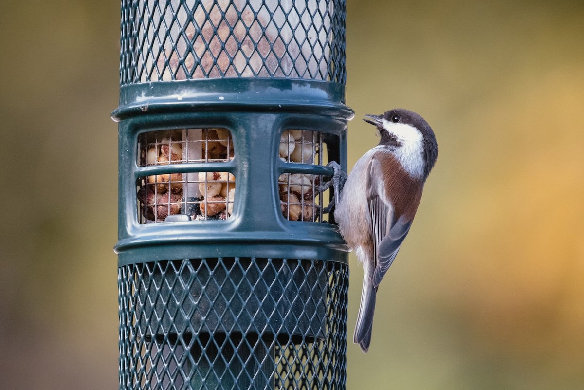 Gharpedia's tweet photo. 🐦🌿 Bring nature closer to home with a beautiful Bird Feeder! Create a welcoming spot for birds in your garden, balcony, or outdoor space. ✨
Shop now and add a touch of nature to your home!
https://t.co/nVvdHjXdGT
#BirdFeeder #BirdLovers #AffiliateFinds #ShopNow #Gharpedia https://t.co/I71aqHMzmw