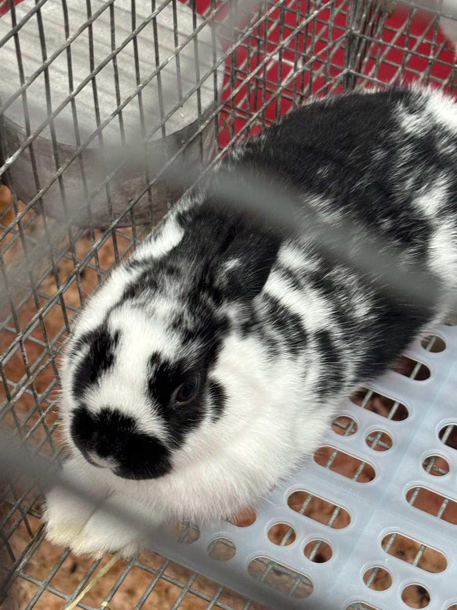 Jagvana's tweet photo. This bunny is like me.. he hates and hes trapped in a cage forced to hate alone https://t.co/nOQXy4OVyD